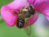 Megachile willughbiella